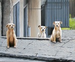 Veiling voor goede doel: Zwerfhonden SOZA