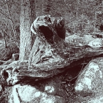 Hout 3 木三 Hout 3 木三