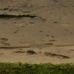 Sporen Sporen