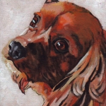 D409 cocker spaniel D409 cocker spaniel