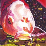 D284 Koi D284 Koi