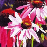 N216 coneflower N216 coneflower
