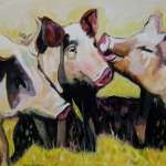 D316 varkens 5 D316 varkens 5