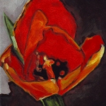 N276 tulp N276 tulp