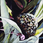 N231 Pandanus N231 Pandanus