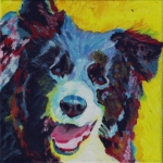 D328 border collie D328 border collie