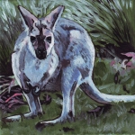 D441 wallaby D441 wallaby