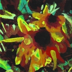 N232 Rudbeckia N232 Rudbeckia