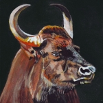 D443 Gaur D443 Gaur