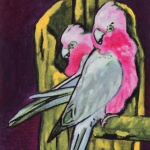 D351 Australische Galah D351 Australische Galah