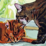D449 katten D449 katten
