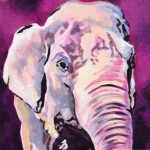 D370 olifant D370 olifant