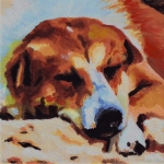 D371 slapende hond D371 slapende hond