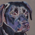 D379 labrador D379 labrador
