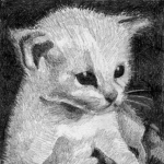 T40 kitten T40 kitten