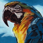 D454 Macaw D454 Macaw