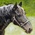 D464 paard D464 paard