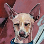 D473 hondje D473 hondje