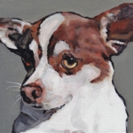 D479 chihuahua D479 chihuahua