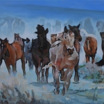 D480 paarden D480 paarden