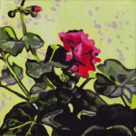 N262 geranium N262 geranium
