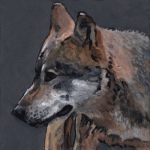 D489 wolf D489 wolf