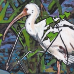 D527 witte ibis D527 witte ibis