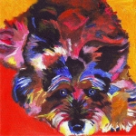D231 dwerg Schnauzer D231 dwerg Schnauzer