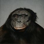 Bonobo Kanzi Bonobo Kanzi