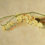 Witte bessen Witte bessen