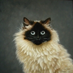 Ragdoll Senta Ragdoll Senta