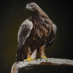 Steenarend Steenarend