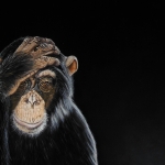 Chimpansee Chimpie Chimpansee Chimpie