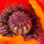 Papaver 1 Papaver 1