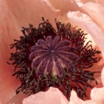 Papaver 2 Papaver 2