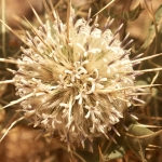 Distel 1 Distel 1
