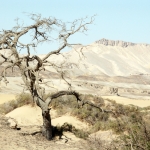 Dorre boom 1 Dorre boom 1