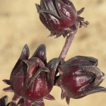 Woestijnbloem Woestijnbloem