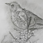 Kramsvogel Kramsvogel