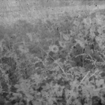 landscape No.1 landscape No.1
