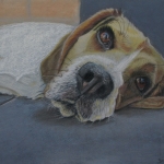 Beagle Beagle