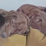labrador retriever labrador retriever