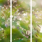 Dew Dew