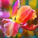 Tulipa 'Orange Favourite' Tulipa 'Orange Favourite'