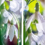 Snowdrops Snowdrops
