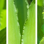 Eucomis Eucomis