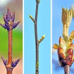 Buds Buds