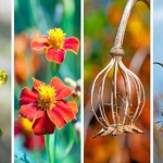 The four seasons The four seasons