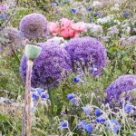 'Gobelin' with Allium 'Gobelin' with Allium
