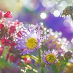 Colorful autumn Colorful autumn